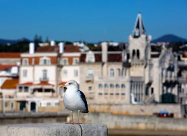 Une mouette au premier plan est posée sur un muret de pierre. En arrière plan on devine une ville côtière portugaise proche de Porto.